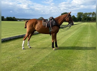 Polo Pony, Gelding, 6 years, 16 hh, Chestnut