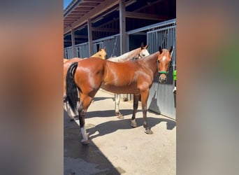 Polo Pony, Gelding, 7 years, 14.3 hh, Brown