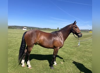 Polo Pony, Gelding, 7 years, 14,3 hh, Brown