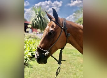 Polo Pony, Gelding, 7 years, 15,1 hh, Brown