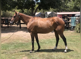 Polo Pony, Gelding, 7 years, 15,1 hh, Brown