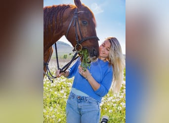 Polo Pony Mix, Gelding, 8 years, 14.2 hh, Chestnut-Red