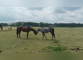 Polo Pony, Gelding, 8 years, 15,1 hh, Gray-Dark-Tan