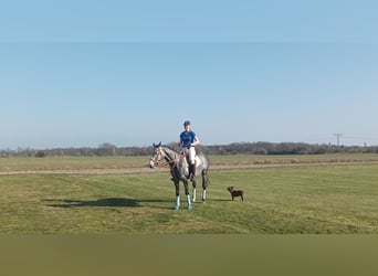 Polo Pony, Gelding, 8 years, 15,1 hh, Gray-Dark-Tan