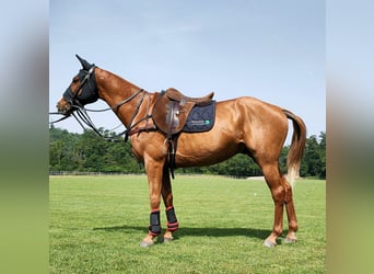 Polo Pony Mix, Gelding, 9 years, 15,2 hh, Chestnut-Red