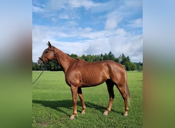 Polo Pony Mix, Gelding, 9 years, 15,2 hh, Chestnut-Red