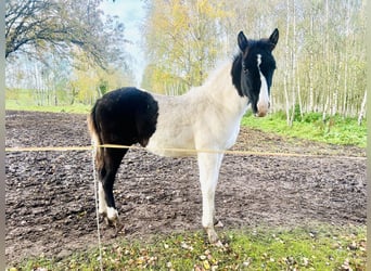 Polo Pony Mix, Hengst, 1 Jaar, 150 cm, Tobiano-alle-kleuren