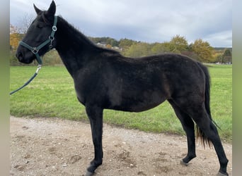 Polo Pony, Hengst, 3 Jahre, 147 cm, Rappe