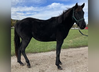 Polo Pony, Hengst, 4 Jahre, 160 cm, Brauner