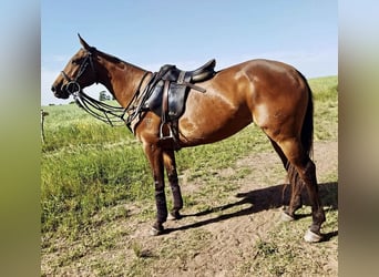 Polo Pony, Mare, 10 years, 15.1 hh, Bay-Dark