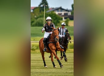 Polo Pony, Mare, 10 years, Chestnut-Red