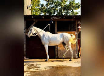 Polo Pony, Mare, 11 years, 14.2 hh, Grey