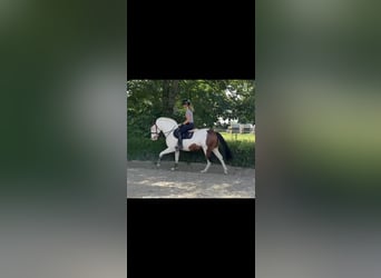 Polo Pony, Mare, 11 years, 15,1 hh, Pinto