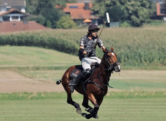 Polo Pony, Mare, 11 years, Brown