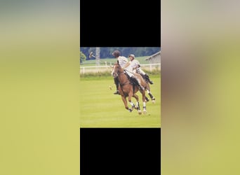 Polo Pony, Mare, 11 years, Chestnut-Red