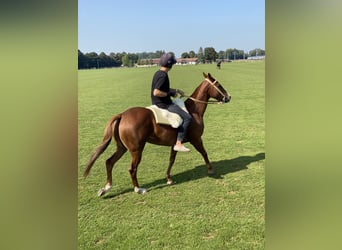 Polo Pony, Mare, 11 years, Chestnut-Red