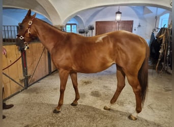 Polo Pony, Mare, 12 years, 15 hh, Chestnut-Red