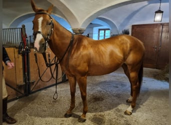 Polo Pony, Mare, 12 years, 15 hh, Chestnut-Red