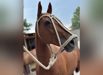 Polo Pony, Mare, 13 years, 14.2 hh, Chestnut-Red