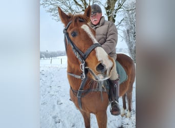Polo Pony, Mare, 13 years, 14,2 hh, Chestnut-Red