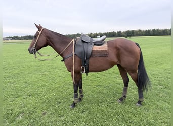 Polo Pony, Mare, 13 years, 15.2 hh, Bay-Dark