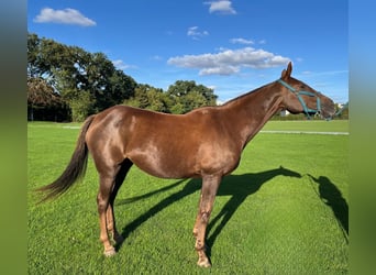 Polo Pony, Mare, 13 years, Brown