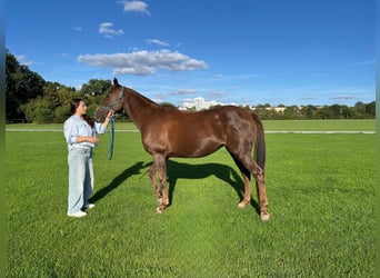 Polo Pony, Mare, 13 years, Brown