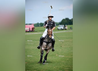 Polo Pony, Mare, 14 years, 15.1 hh, Grey-Red-Tan