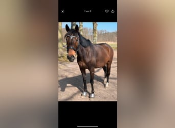 Polo Pony, Mare, 14 years, 15,1 hh, Brown
