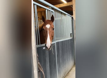 Polo Pony, Mare, 14 years, 15,1 hh, Chestnut-Red