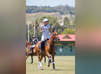 Polo Pony, Mare, 15 years, 14.1 hh, Chestnut