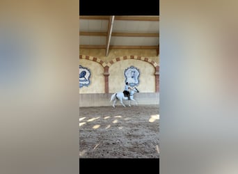 Polo Pony, Mare, 15 years, 15.1 hh, Grey-Blue-Tan