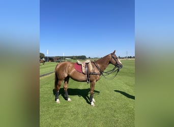 Polo Pony, Mare, 15 years, Chestnut-Red