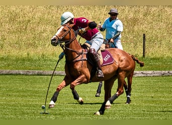 Polo Pony, Mare, 15 years, Chestnut-Red