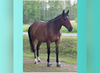 Polo Pony, Mare, 16 years, 15,1 hh, Brown