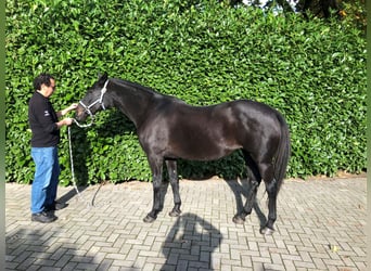 Polo Pony Mix, Mare, 17 years, 15.1 hh, Black