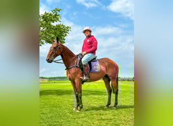 Polo Pony, Mare, 18 years, 14,2 hh, Brown