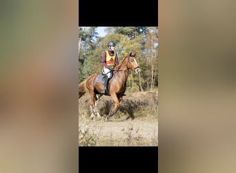 Polo Pony, Mare, 18 years, 15.1 hh, Chestnut-Red