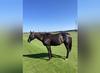 Polo Pony, Mare, 18 years, Smoky-Black