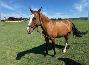 Polo Pony, Mare, 19 years, 14,3 hh, Brown