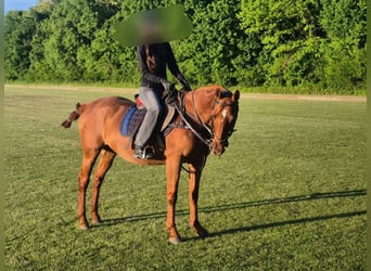 Polo Pony Mix, Mare, 19 years, Chestnut-Red