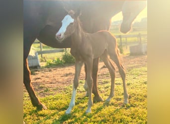 Polo Pony, Mare, 1 year, 15,1 hh, Chestnut
