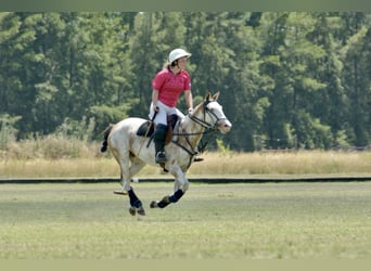 Polo Pony, Mare, 5 years, 14.3 hh, Tobiano-all-colors