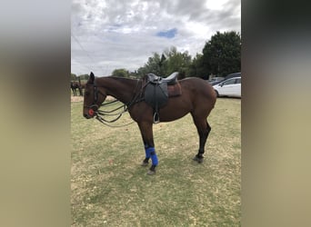 Polo Pony, Mare, 6 years, 15 hh, Brown