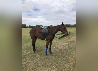 Polo Pony, Mare, 6 years, 15 hh, Brown