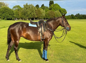 Polo Pony, Mare, 8 years, 14,2 hh, Black