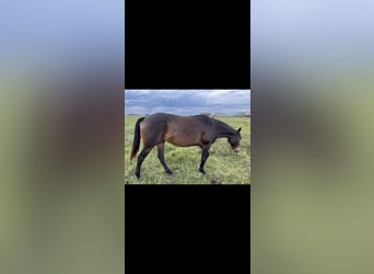 Polo Pony, Mare, 8 years, 15,2 hh, Black