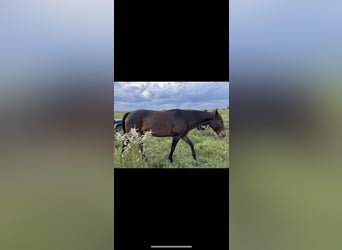 Polo Pony, Mare, 8 years, 15,2 hh, Black