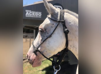 Polo Pony, Mare, 8 years, 15 hh, Gray