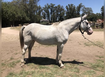 Polo Pony, Mare, 8 years, 15 hh, Gray